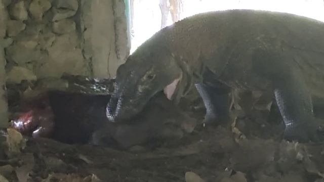 Brutal HuntKomodo Dragon Swallow Wild Boar Alive animal wildlife