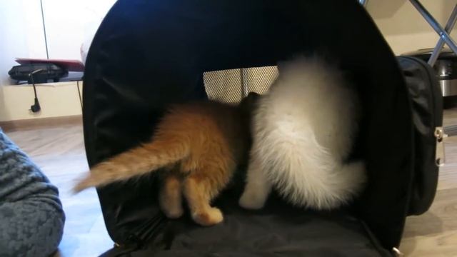 Шотландские вислоухие котята знакомятся