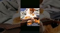 Нарезка Видео приколов с Кошками, Cutting Video funny with Cats 😂😍😹