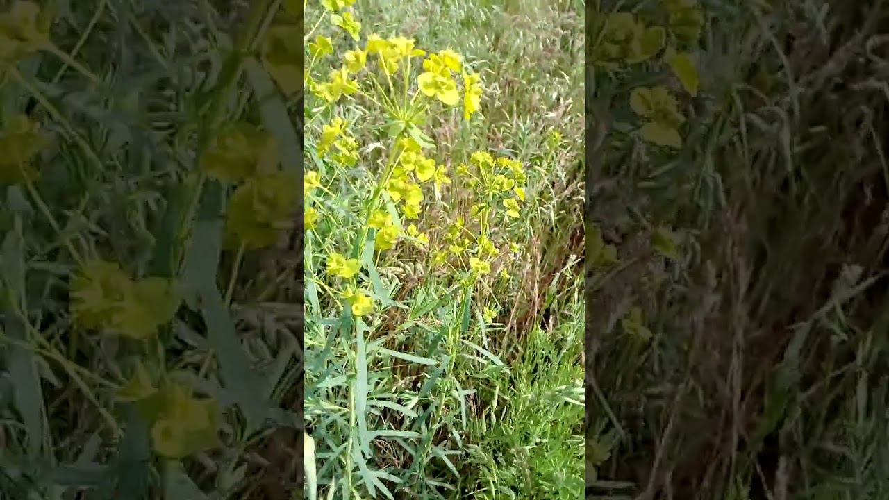 Interesting beautiful milkweed plant Интересное красивое растение молочая 有趣的美丽马利筋植物 興味深い美しいトウワタ植物