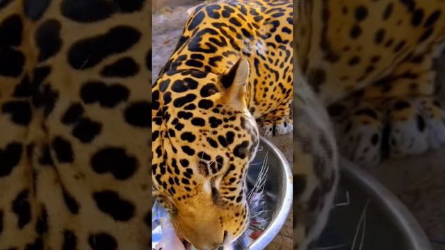 Jaguar Eating! AMAZING ASMR