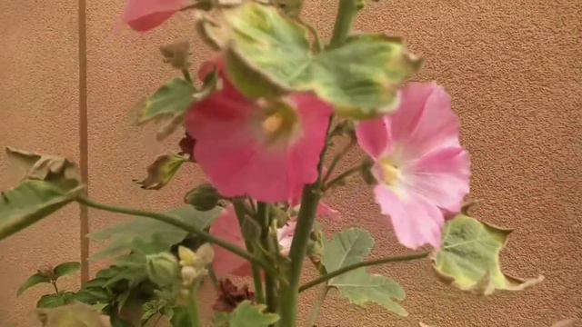 Hollyhock care tips