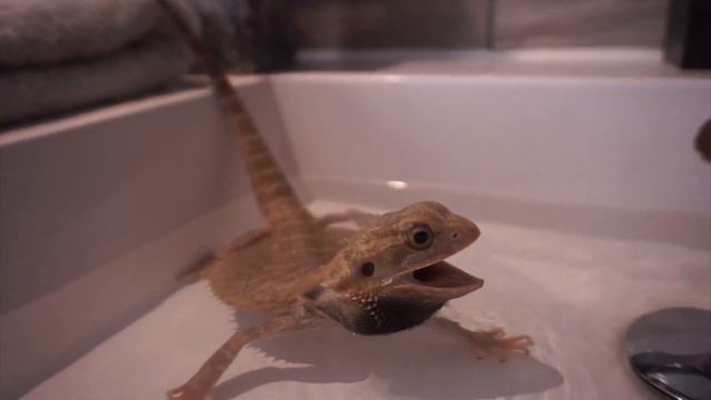 I Gave My Angry Bearded Dragon A Bath Here's What Happen!