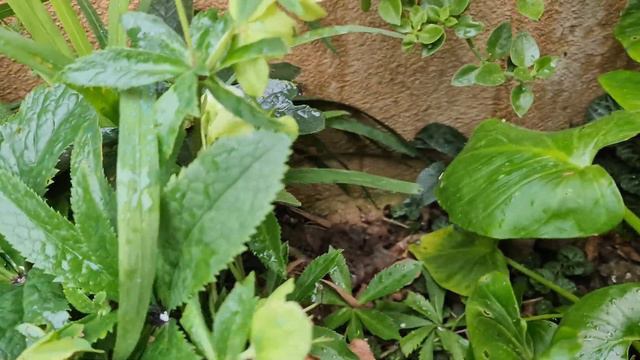 Bordo Bulamacı Zamanı, Çeşme  Papatyası ve Ezan Çiçeği Üretimi, Bahçede Son Durum