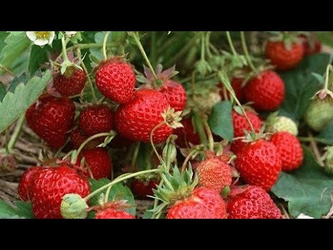 Важная подкормка для клубники. При ее использовании урожая становится в 3 раза больше