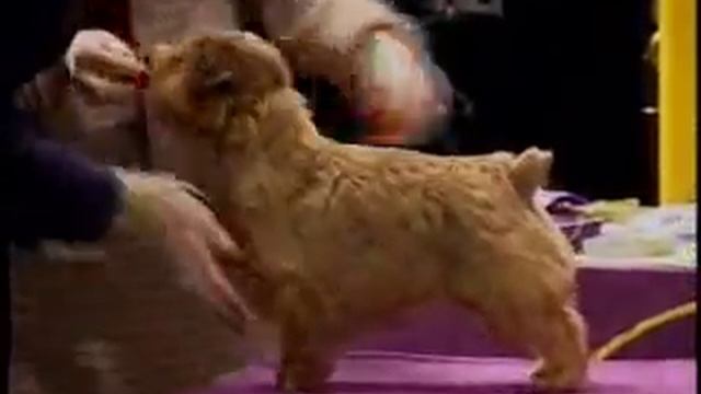 Norfolk Terrier at Westminster 2005