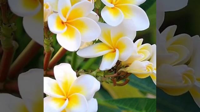 video20230330_062208.mp4