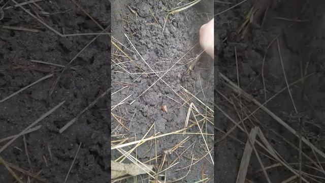 Голден маск 4 про вд котушка 7"