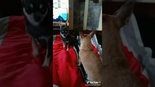 1000004131.mp4
