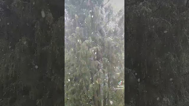 Майский снегопад в Подмосковье на даче СНТ Беляево чеховский район
