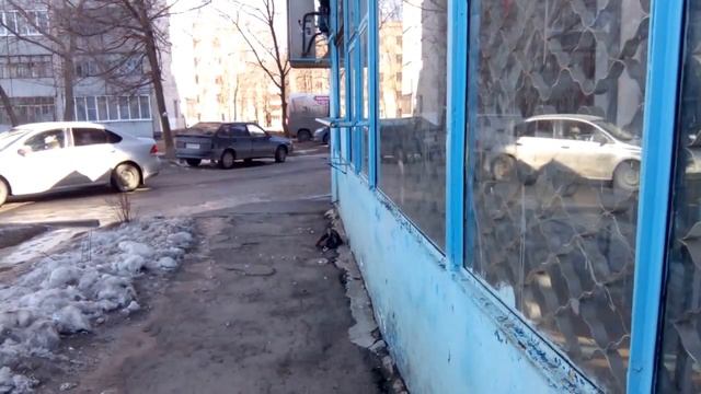 Ястреб-перепелятник в городе. Голубя жалко