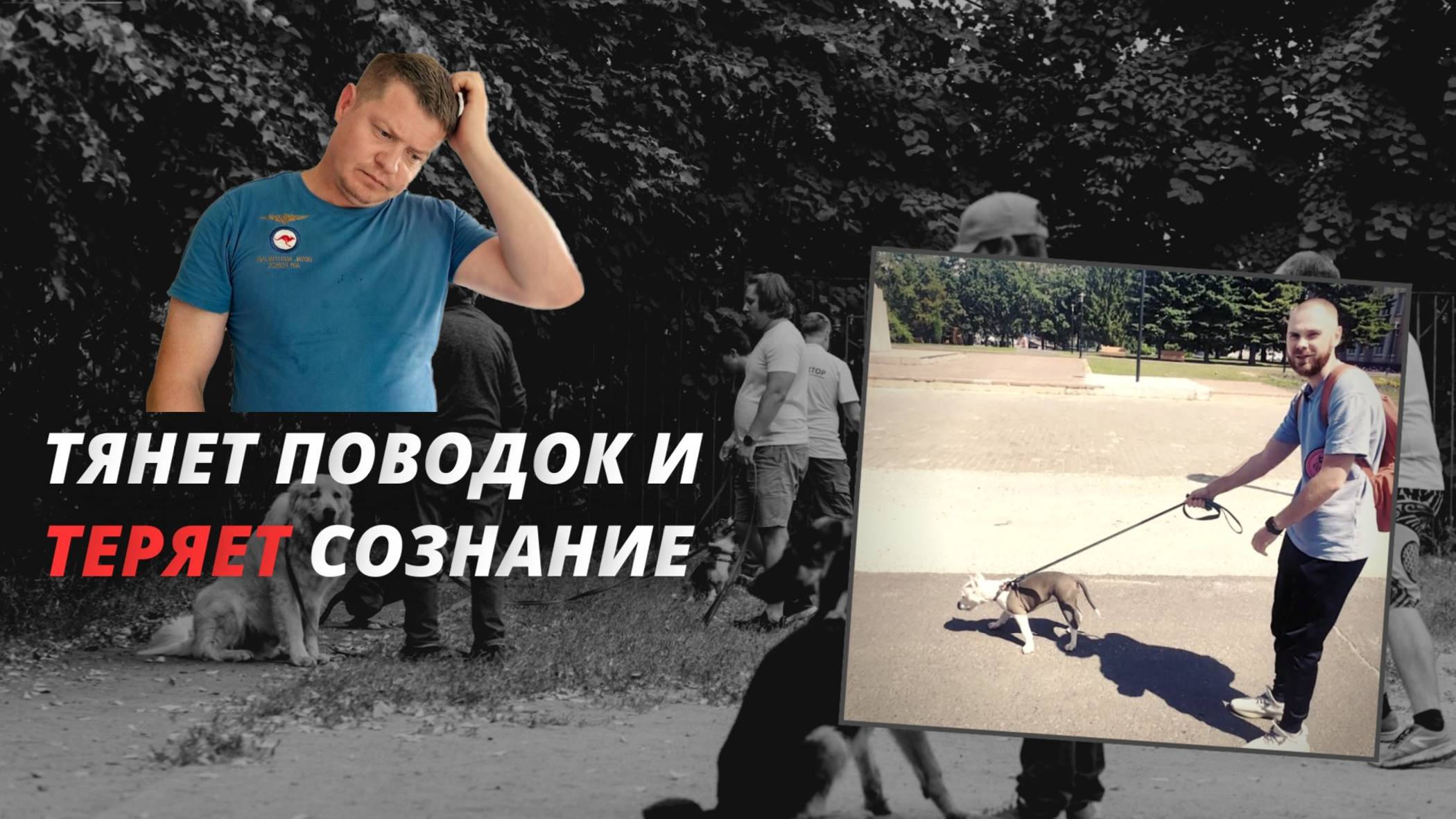Коррекция натяжения поводка у щенка амстаффа