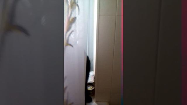 шотландская скотиш-страйт