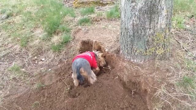Собака Боня копает яму часть 2