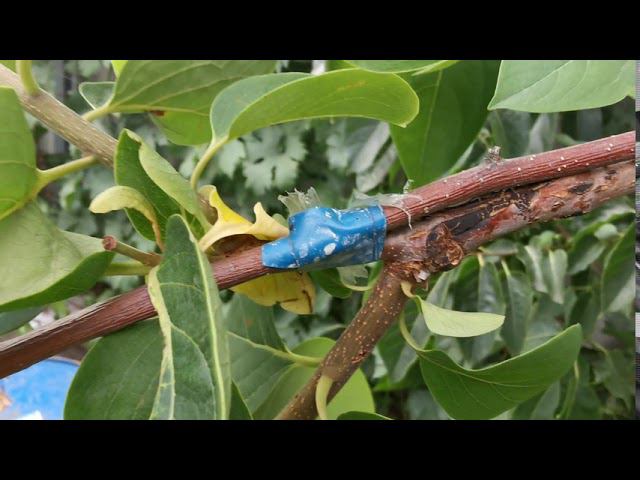 Хурма Белогорье и Н-120