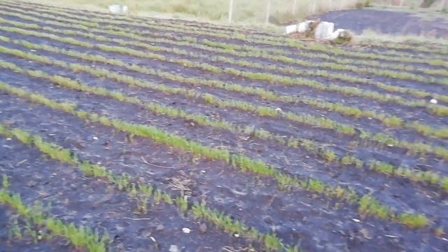 НЕ ГОРЧИЦЕЙ ЕДИНОЙ БУДЕТ ЖИВА ЗЕМЛЯ. КАК ВОССТАНОВИТЬ ПЛОДОРОДИЕ ПОЧВЫ?