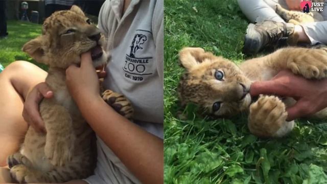 Lionesses hugging the woman who saved them from death 7 years ago
