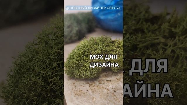 Это волшебство? #мох #творчество #звлипательно #осилова #osilova