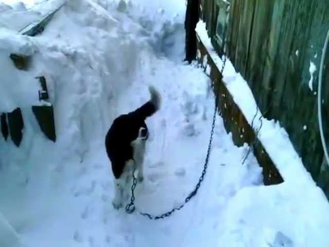 Тальменку замело. Часть 2