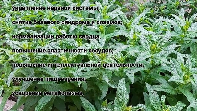 Польза и вред мяты !
