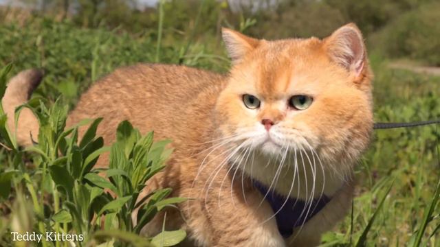 Cat William's travels to the river 😍