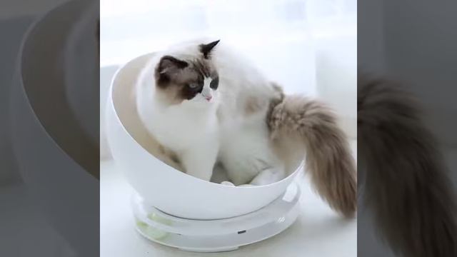 Интерактивная игрушка для кошек с лежанкой в виде тазика с мягкой подстилкой на Алиэкспресс