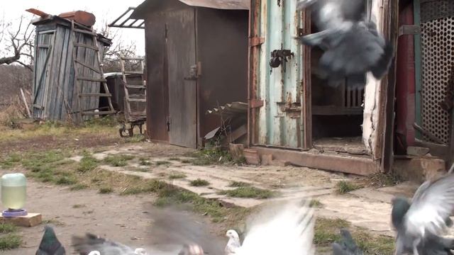 МОИ  ГОЛУБИ!!!  ЛУЧШЕ  НЕ  ТРОГАТЬ !!!  11дек.21г.