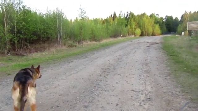 Вечерняя прогулка и купание в реке Обь