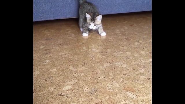 Смешные животные охотничьий инстинкт#Shorts