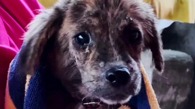 Он зашёл в тупик и сжался от страха на ступеньках