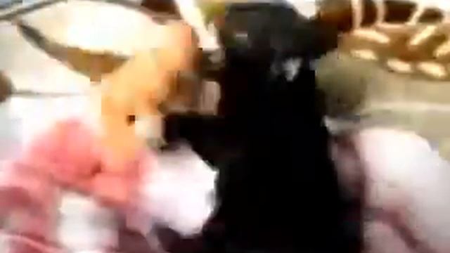 Маленькая злюка и гроза кошек