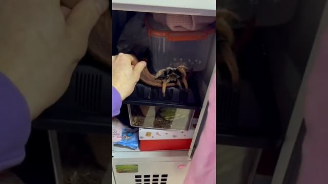 Пранк над Софией)) паук в шкаф)
