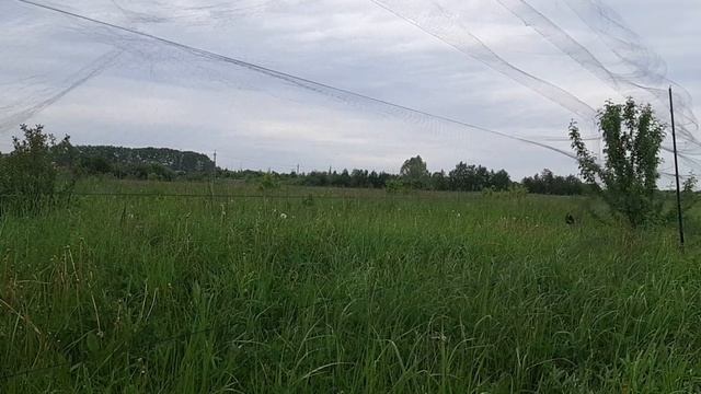 Ловля садовых овсянок