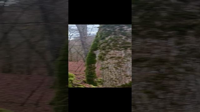 VID_20230312_172204.mp4