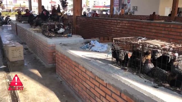 Emisioni ALERT! Si na mashtrojne me pulat qe kane mbaruar ciklin e vezeve