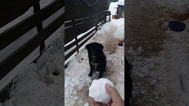 Уникальная собака знает все команды