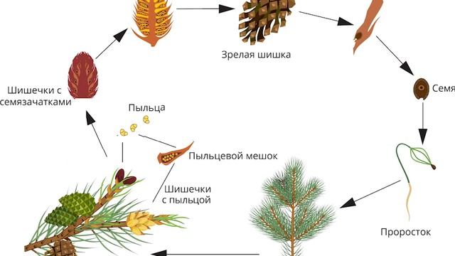Голосеменные (вообще)