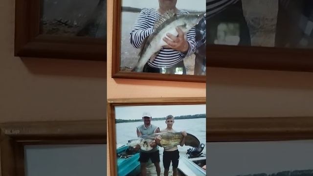 Какие рыбы были выловлены на базе Селитрон Астраханской области в реке Ахтуба.