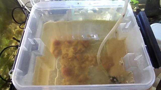 Аулофорус - ответы на вопросы подписчиков.