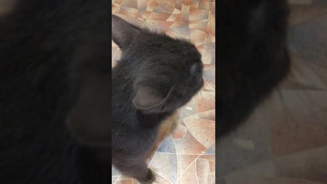 Говорящая кошка