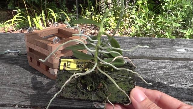 Dyakia Hendersoniana orchid  коллекционные орхидеи