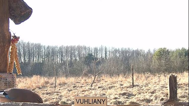 Кормушка для птиц в окрестностях Беловежской Пущи / Vuhliany Bird Feeder Camera - 2023