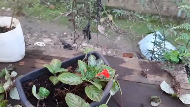 tapete de rainha planta