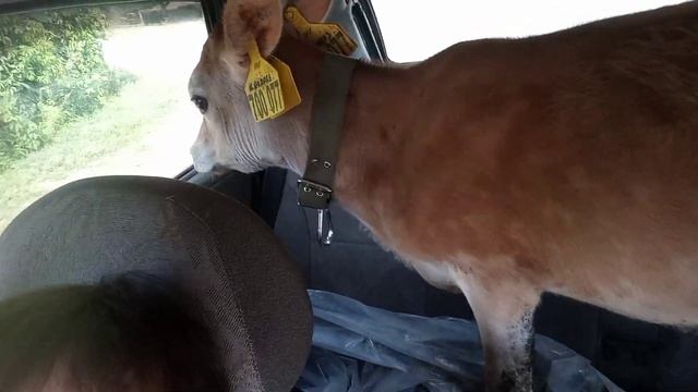 ВЫПИСАЛИ ШТРАФ ??ЗА НЕ ПРИСТЁГНУТОГО ПАССАЖИРА ?