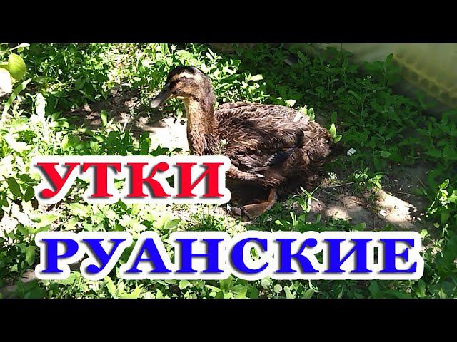 Мускусные и руанские утята, гуси линда.  Выводы утят