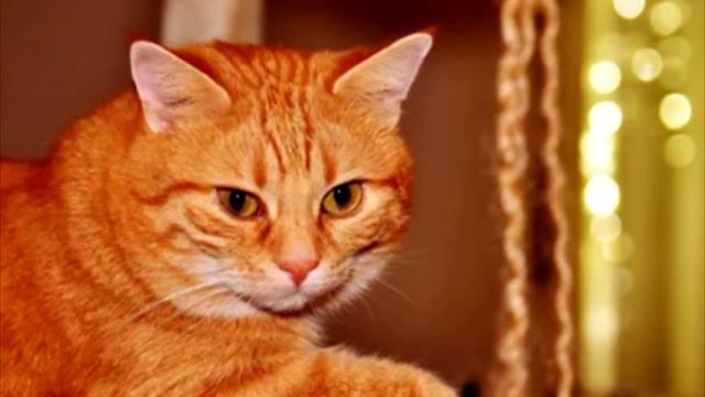 Покупатели не понимали почему кот приходит к ним в магазин уже 9 лет!