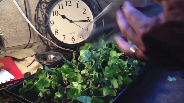 How To Root Ivy Cuttings (28 days)
