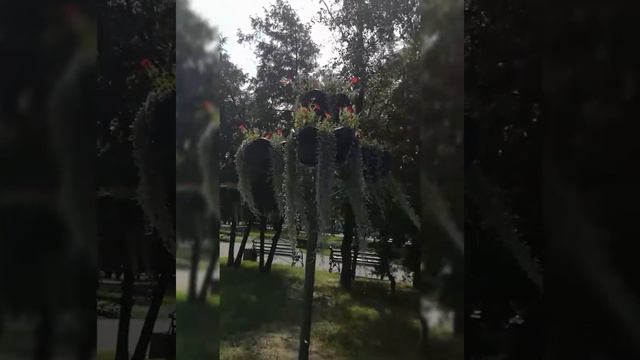 Висячие сады Могилёва