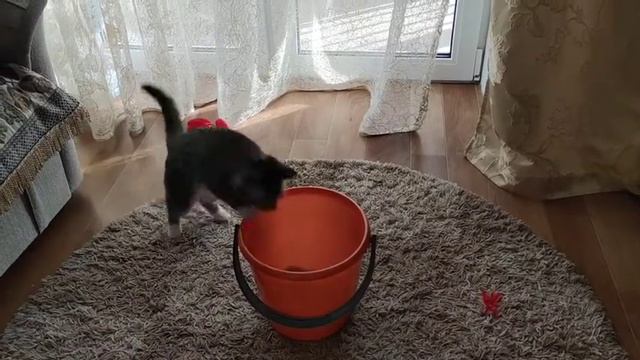 Мой настоящий клад! #каковтвойкотик #котики #любимцы #текогомылюбим