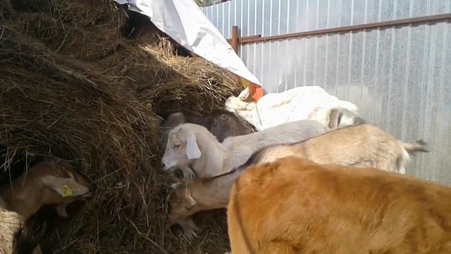 Селекция жестока. Нужно убирать старых коз.